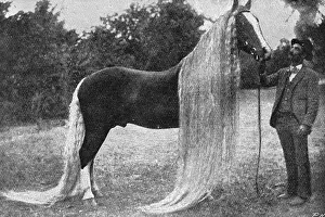 Fells: Horse with very long mane and tail, 1897