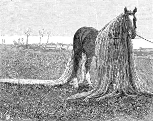 Linus: Horse with very long mane and tail, 1899