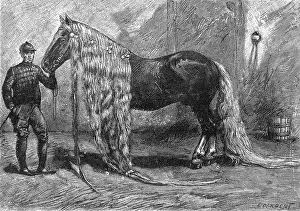 Horse with the longest mane and tail in the world, 1895