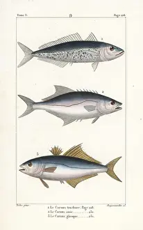 Oviparous: Horse mackerel, leerfish and pompano
