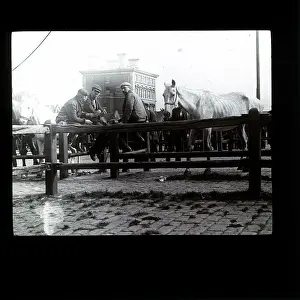 Trading: Horse Market, Unknown location