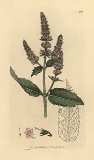 Mentha: Horse mint, Mentha longifolia