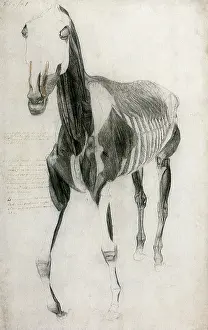 1756: Horse Muscles and Bones, by Stubbs
