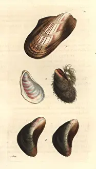 Barbatus: Horse mussels