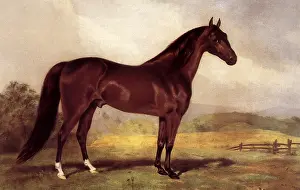 Wildli: Horse in Open Field
