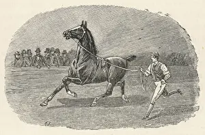 Prospective: HORSE PUT THROUGH PACES