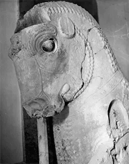 Bill Coward: HORSE AT PERSEPOLIS