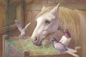 Bottomley: Horse and pigeons