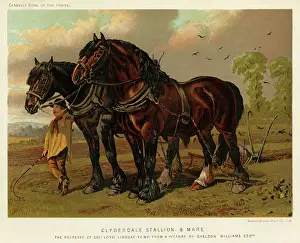 Clydesdale: HORSE/PLOUGH 1870S