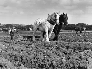 Blinkered: HORSE PLOUGH
