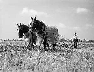Tormented: HORSE PLOUGH