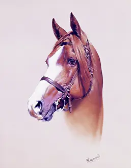 Pricked: Horse Portrait