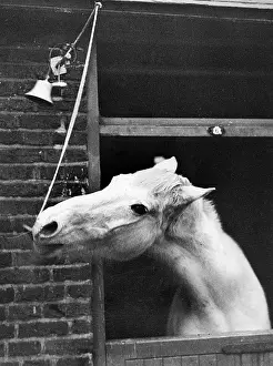 Cricklewood: Horse ringing bell