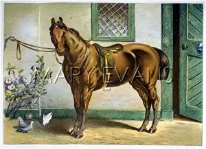 Saddled: HORSE/ROADSTER 1899
