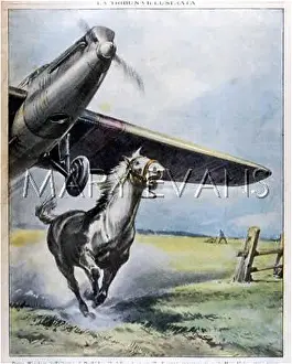 Wrexham: HORSE SCARED BY PLANE