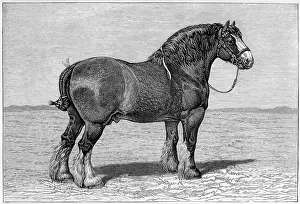 Watton: HORSE/SHIRE HONEST TOM