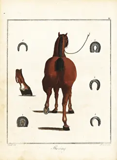 Farrier: Horse-Shoeing, 18th century