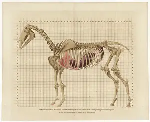 HORSE SKELETON