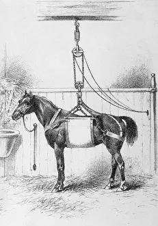 Easily: HORSE IN SLING