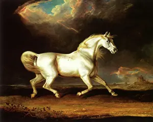 Equines: Horse Spooked by Storm