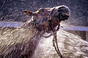 Filly: Horse Being Sprayed with Hose Enjoying the Cool Water