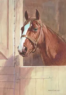 Whydale: Horse in stable