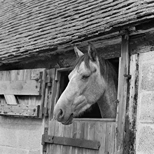 Poking: Horse in its stall