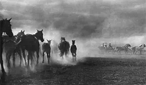 Panicking: HORSE STORM