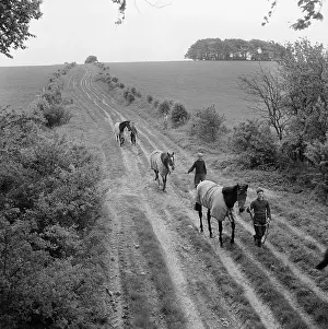 Ridgeway: Horse Training