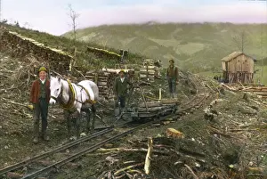 Bridles: Horse tram for the transportation of timber