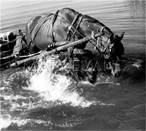 Cruelly: HORSE TREATED CRUELLY