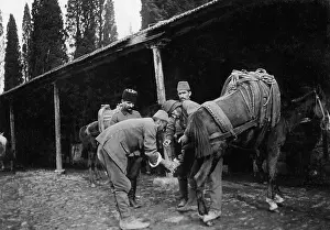 Ottomans: Horse of the Turkish troops in World War I