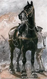 Dadd: The Horse in War by Philip Dadd