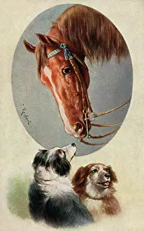 Collies: A horse and two working dogs - Austria