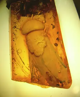 Resin: Horsefly in Baltic amber