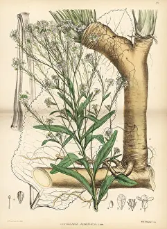 Cochlearia: Horseradish, Armoracia rusticana