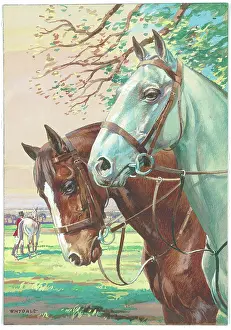 Whydale: Horses