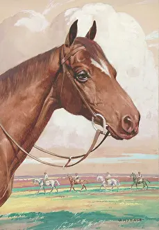 Whydale: Horses