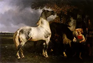 Achille: Horses
