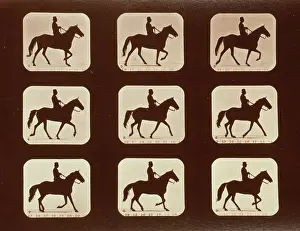 C1881: Horses. Ambling or single foot
