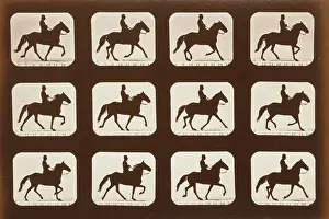 C1881: Horses. Ambling or single foot