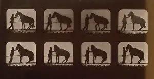 Backing: Horses. Backing