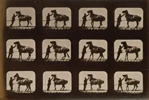 Backing: Horses. Backing