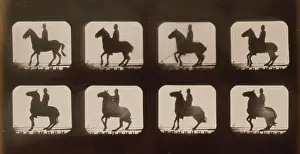 Backing: Horses. Backing