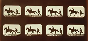 Consecutive: Horses. Cantering
