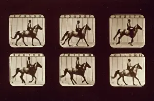 Consecutive: Horses. Cantering