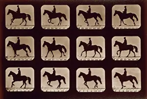 Consecutive: Horses. Cantering