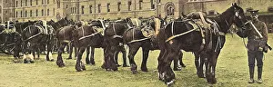 Commandeered: Horses commandeered 1914