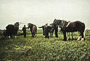Commandeered: Horses commandeered 1914