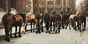 Commandeered: Horses commandeered 1914